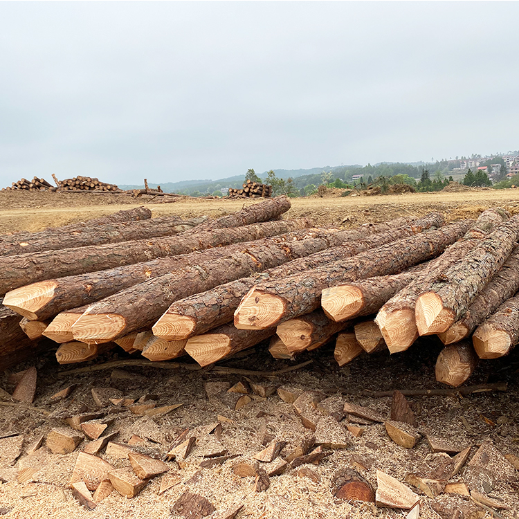 松木樁能用多少年？