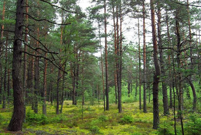 中國主要的松木產(chǎn)地有哪些，不同產(chǎn)地的松木有哪些區(qū)別