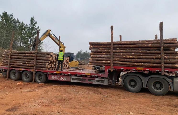 松木樁和杉木樁哪個(gè)更適合打木樁？?jī)烧邊^(qū)別有哪些？