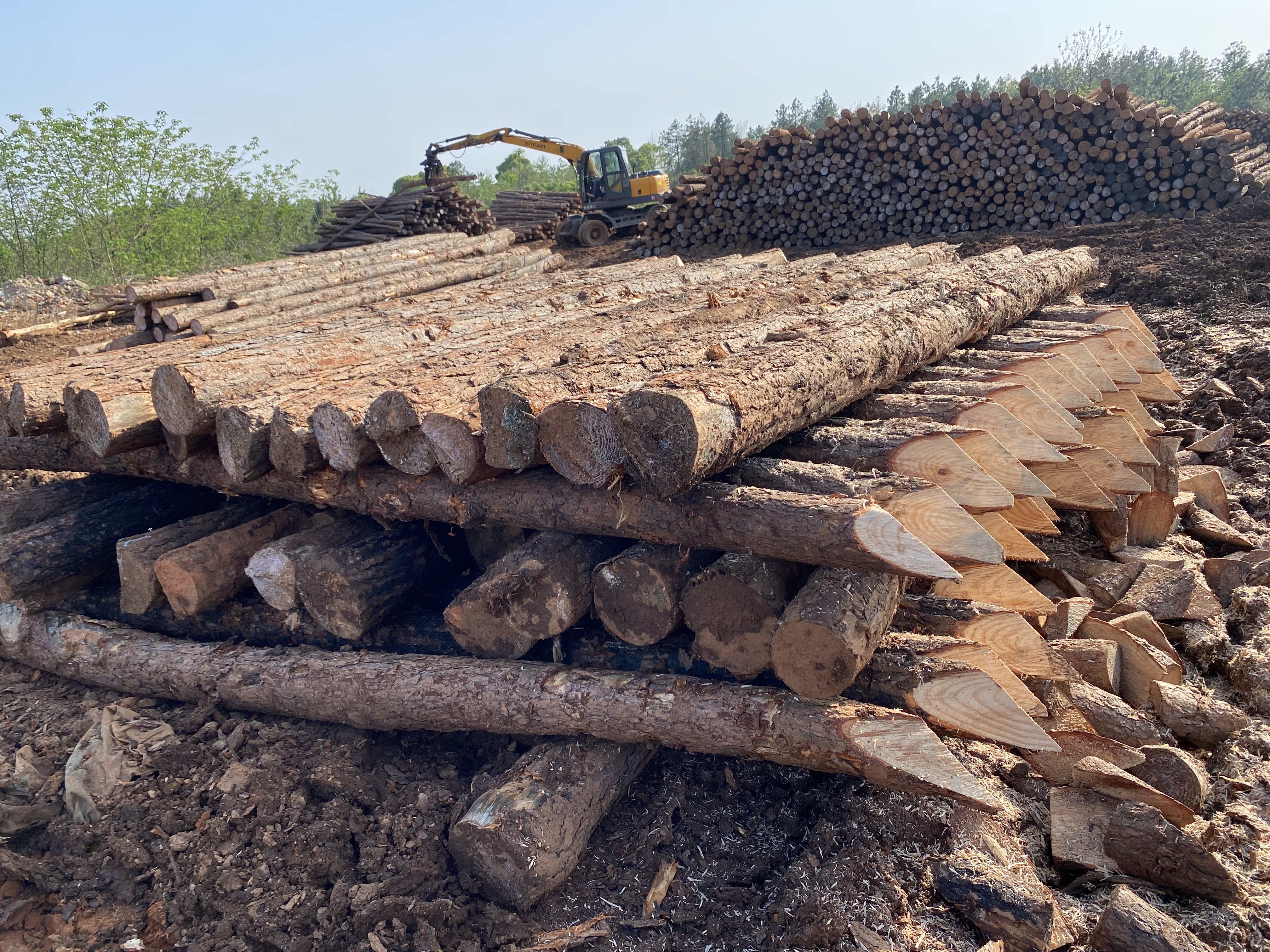 揭開松木的奧秘！松木最全介紹